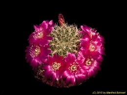 Sulcorebutia tiraquensis v. laui L324 2120